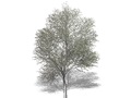 Representation of the Balsam Poplar