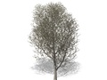 Representation of the Eastern Cottonwood