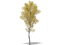 Representation of the Trembling Aspen