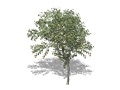 Representation of the American Plum