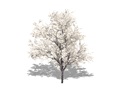 Representation of the Canada Plum