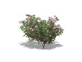 Representation of the Dwarf Russian Almond