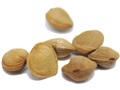 Dwarf Russian Almond