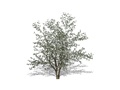 Representation of the Choke-Cherry