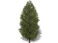 Representation of the Douglas-fir