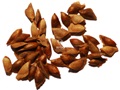 Douglas-fir seeds