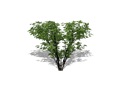 Representation of the Common Hoptree