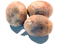 Swamp White Oak nuts (acorns)