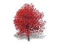 Representation of the Scarlet Oak