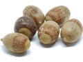 Scarlet Oak acorns