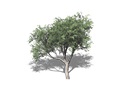 Representation of the Bear Oak