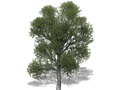 Representation of the Shingle Oak