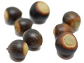 Shingle Oak acorns