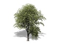Representation of the Overcup Oak