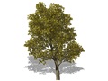 Representation of the Bur Oak