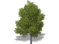 Representation of the Chinquapin Oak