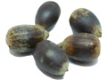 Chinquapin Oak acorns