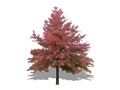 Representation of the Pin Oak