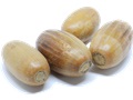 English Oak acorns