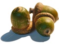 Red Oak acorns