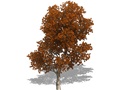 Representation of the Shumard Oak
