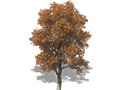 Representation of the Black Oak