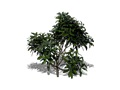 Representation of the Rosebay Rhododendron