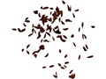 Rosebay Rhododendron seeds