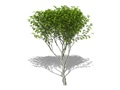 Representation of the Staghorn Sumac