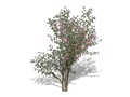 Représentation du robinier rose