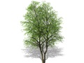 Représentation du robinier faux-acacia