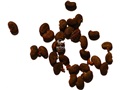 Black Locust seeds