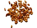 Virginia Rose seeds
