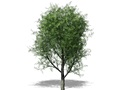 Représentation du saule noir
