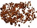 American Elder seeds