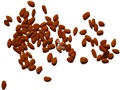 Red-berried Elder seeds
