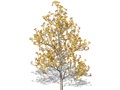 Representation of the Sassafras