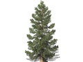 Représentation du séquoia géant