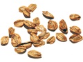 Giant Sequoia seeds