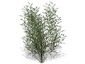 Representation of the Silver Buffaloberry