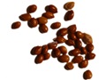 Silver Buffaloberry seeds