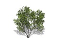 Representation of the American Mountain-ash