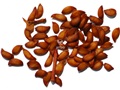 American Mountain-ash seeds