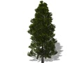 Representation of the Eastern White-Cedar