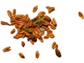 Eastern White-Cedar seeds
