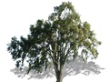 Representation of the White Elm