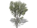 Representation of the Slippery Elm