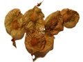 Slippery Elm samaras