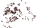 Common Blueberry seeds