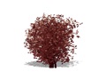 Representation of the Maple-leaf Viburnum